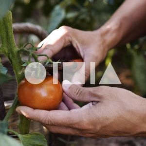 Poryecto: Huerto inclusivo CiBiS/UAL